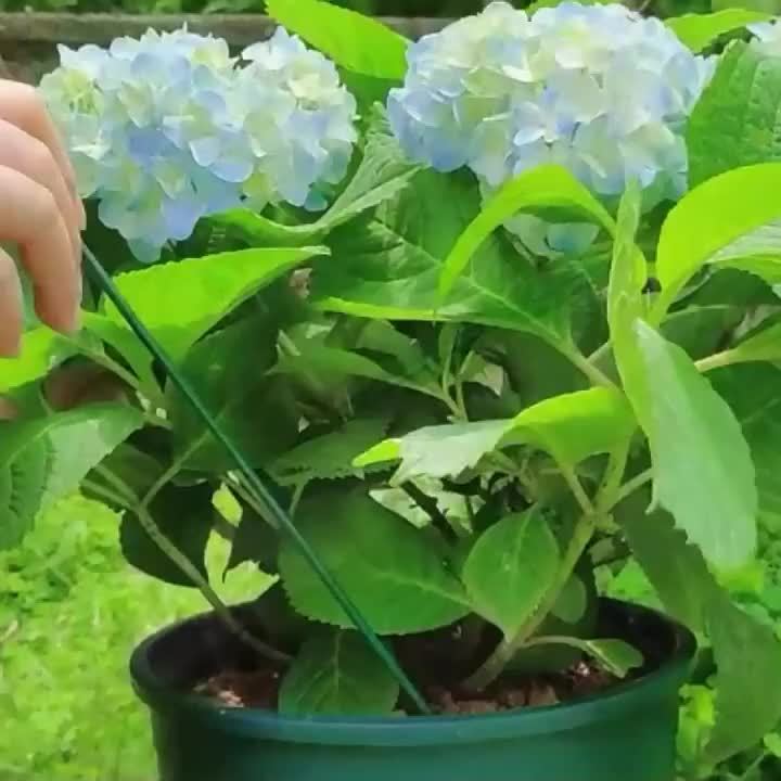 Metal Plant Support Pole for Climbing Fruits and Vegetables - Parry's Picks