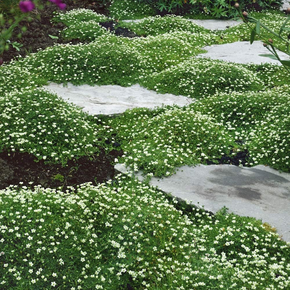 Perennial Irish Moss Seeds for Lush Green Garden Carpet - Parry's Picks