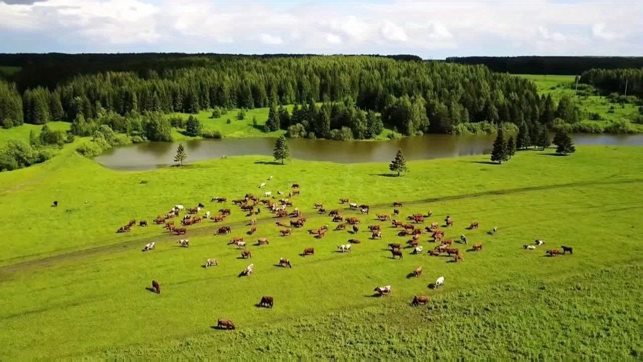 Beenocam Solar Hunting Camera 1080P HD Night Vision Motion