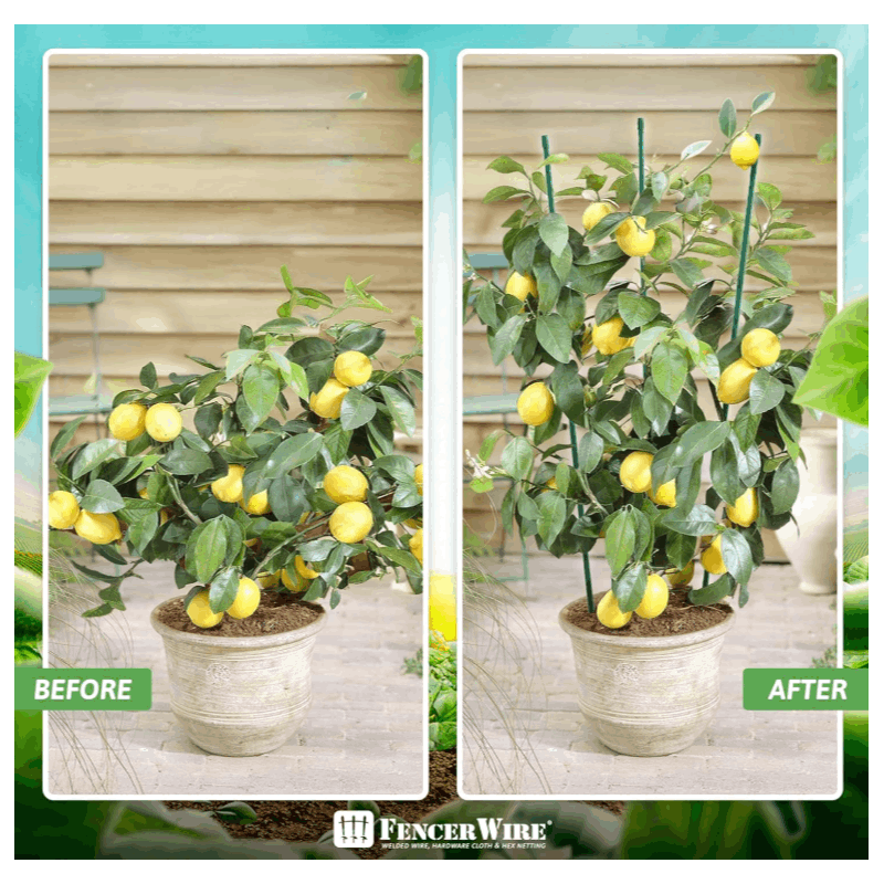 Durable Metal Plant Supports for Garden and Potted Plants - Parry's Picks