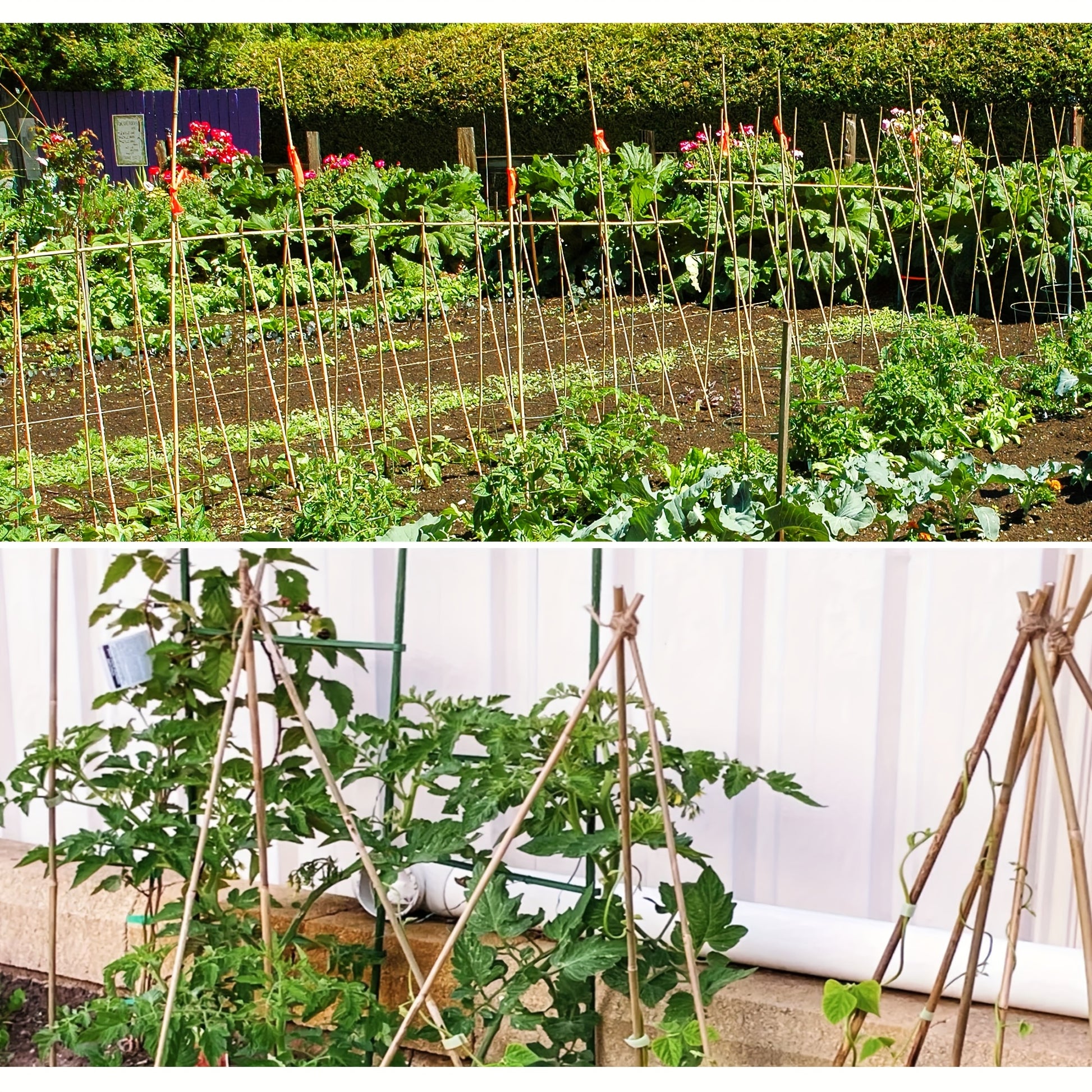 Natural Bamboo Plant Support Stakes for Indoor and Outdoor Gardening - Parry's Picks