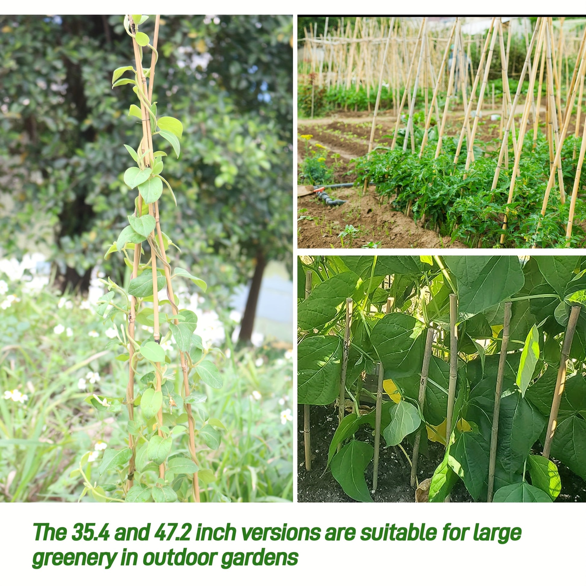 Natural Bamboo Plant Support Stakes for Indoor and Outdoor Gardening - Parry's Picks