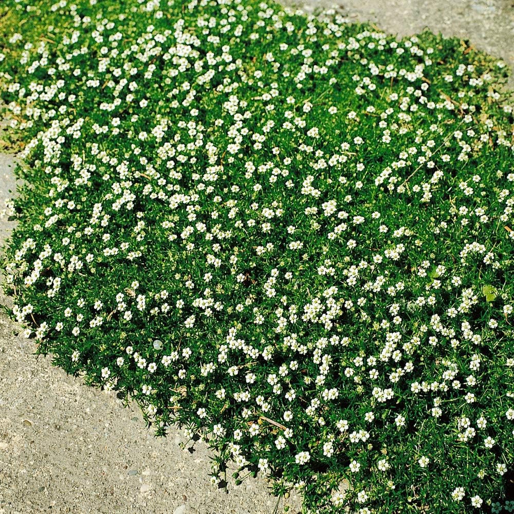 Perennial Irish Moss Seeds for Lush Green Garden Carpet - Parry's Picks