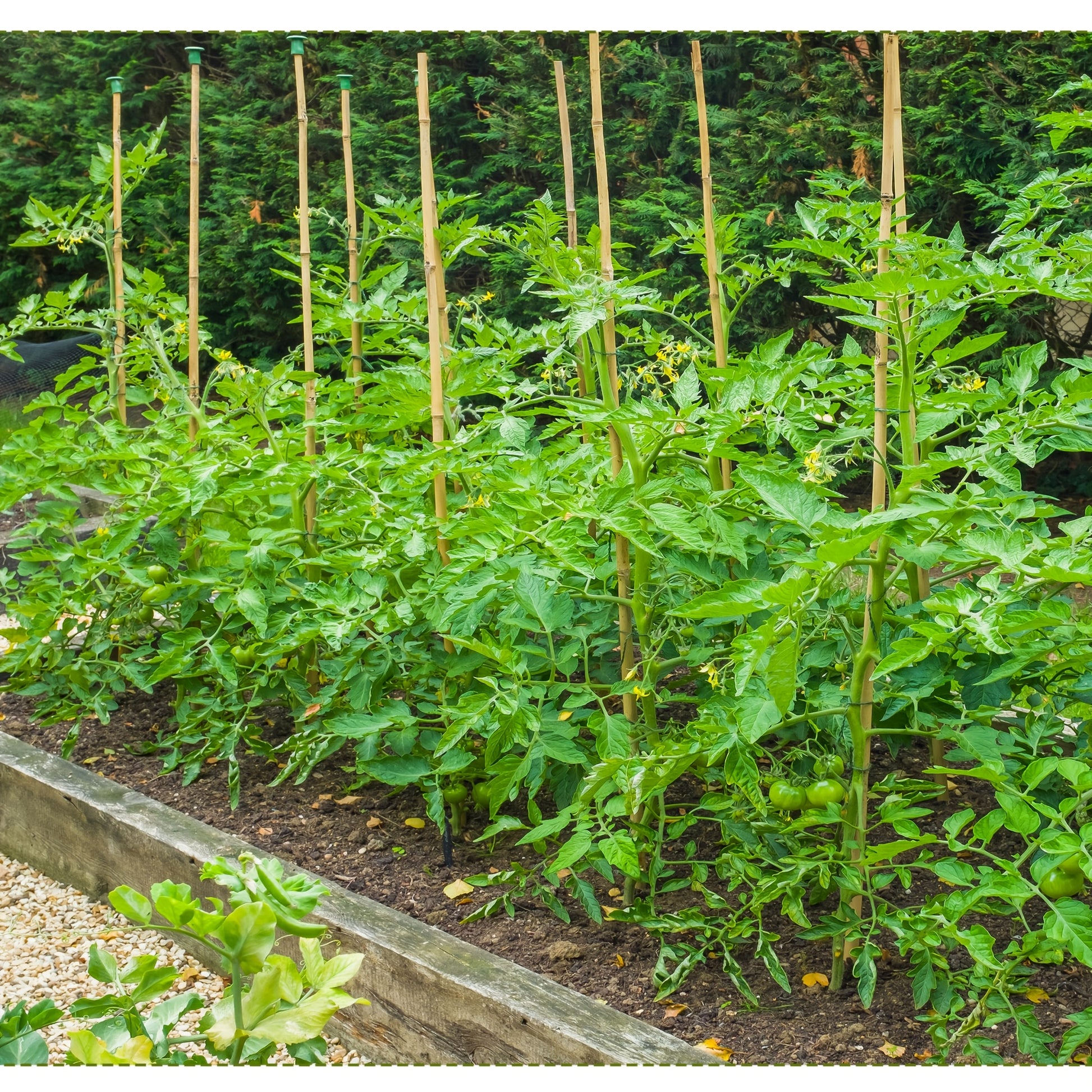 Natural Bamboo Plant Support Stakes for Indoor and Outdoor Gardening - Parry's Picks