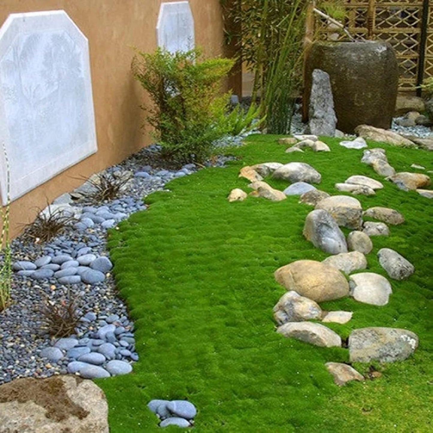 Perennial Irish Moss Seeds for Lush Green Garden Carpet - Parry's Picks