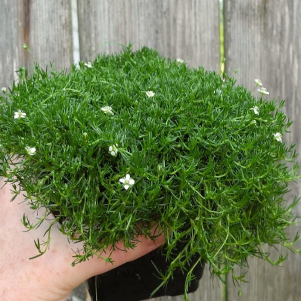 Perennial Irish Moss Seeds for Lush Green Garden Carpet - Parry's Picks